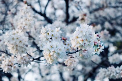 Festivals & Events